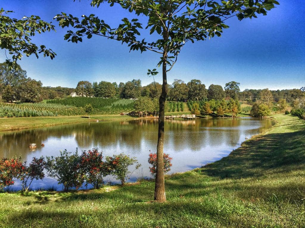 Cozy Campfire & Treats