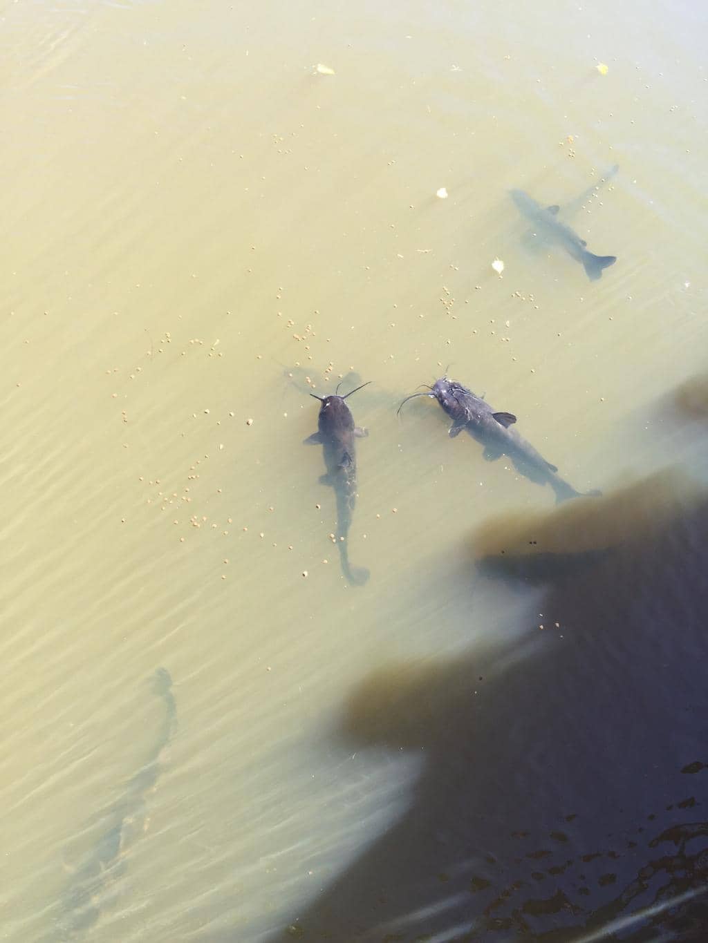 Christmas Tree Cutting