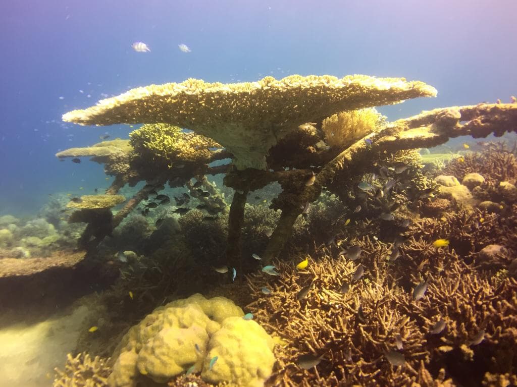 Fabulous coral diving and snorkling in crystal clear conditions - a truly inspiring and impressi