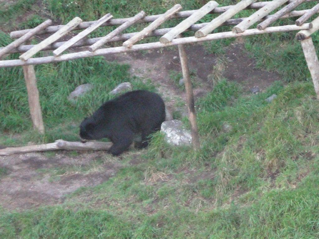Diverse Animal Encounters