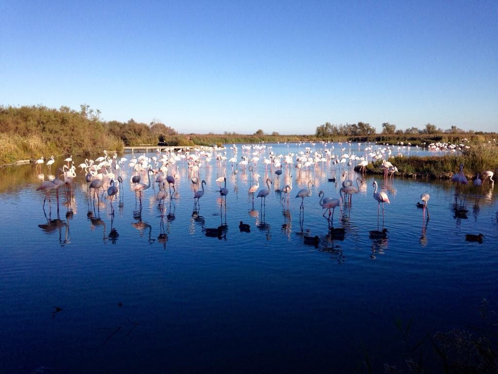 Pont de Gau Bird Park
