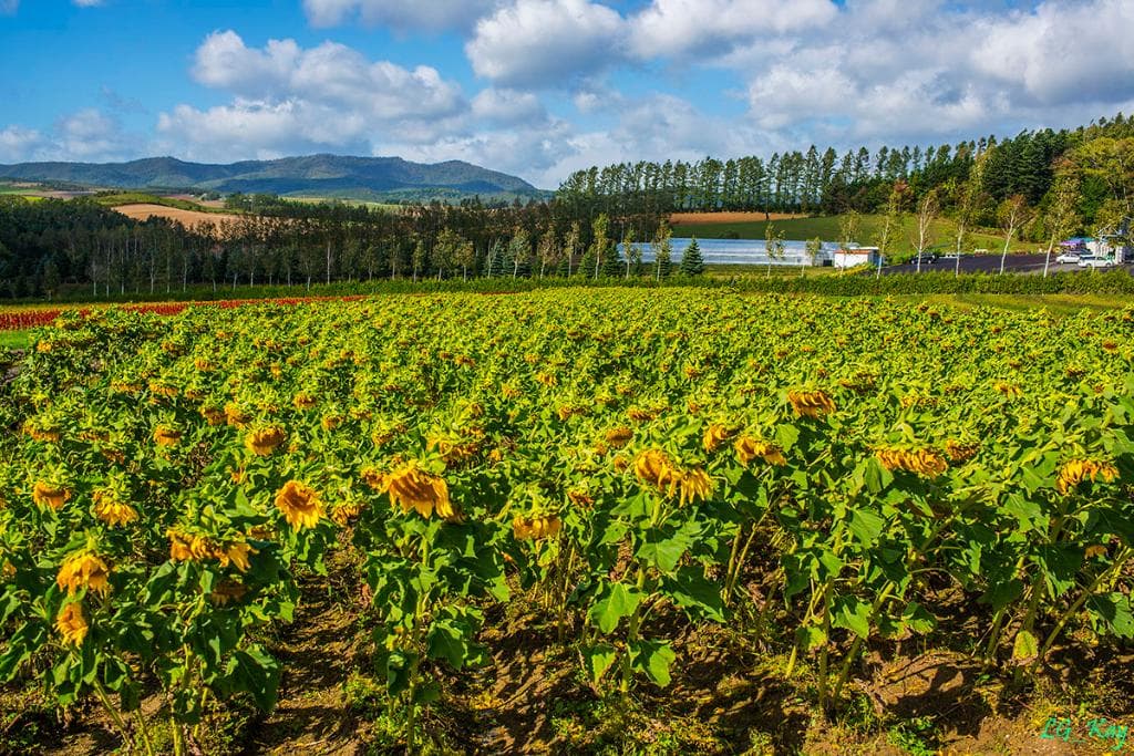 Sunflowers withering soon