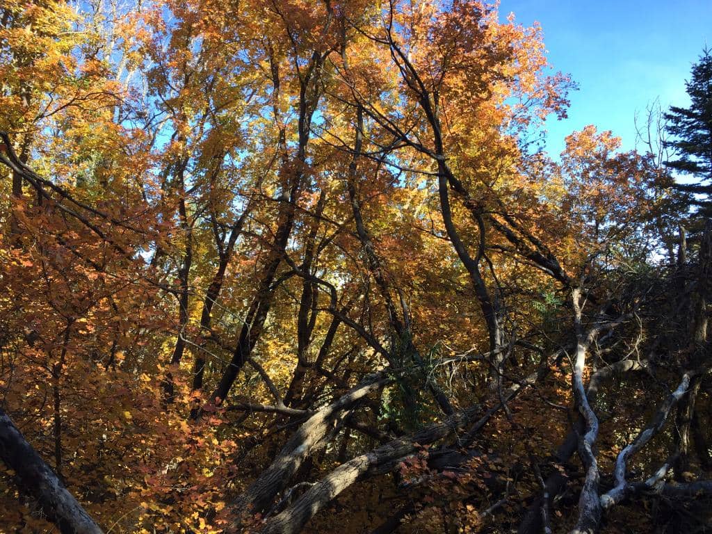 Scenic Forest Walk