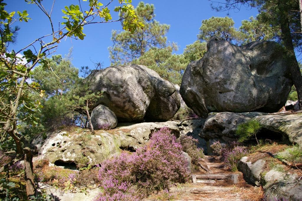 Au sud de la forêt -1