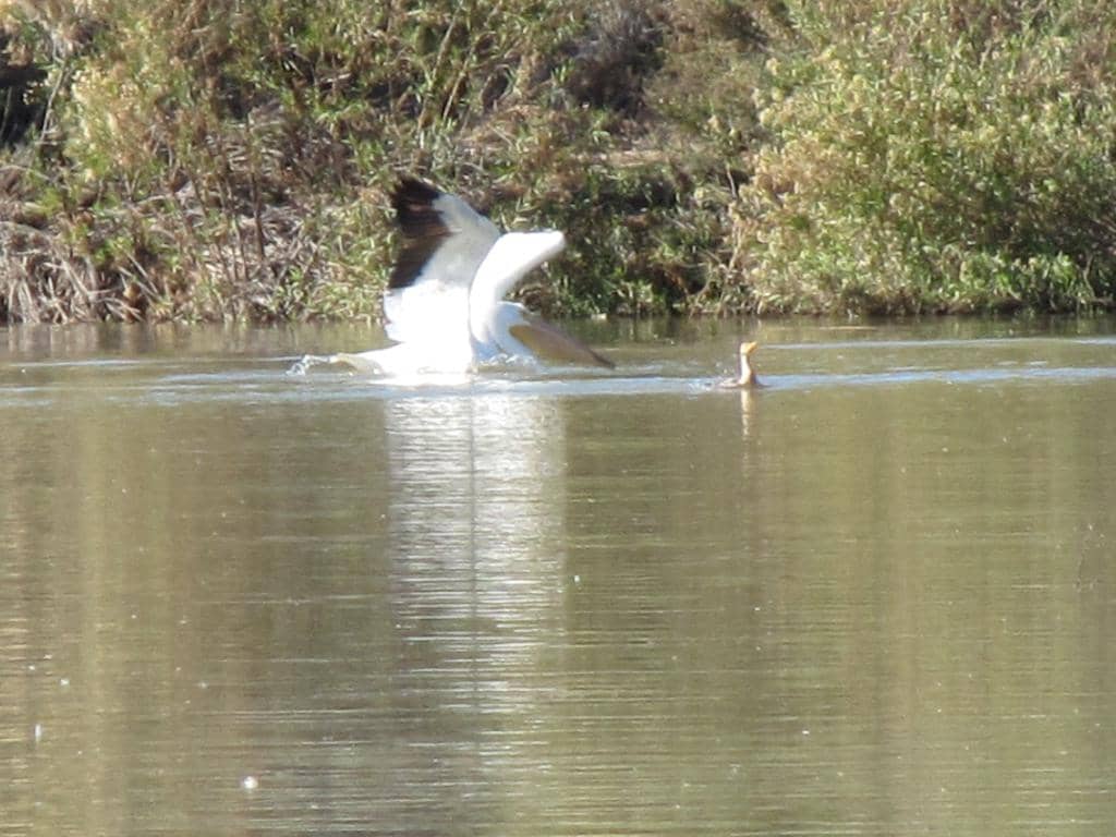 Picnic and Pond Areas