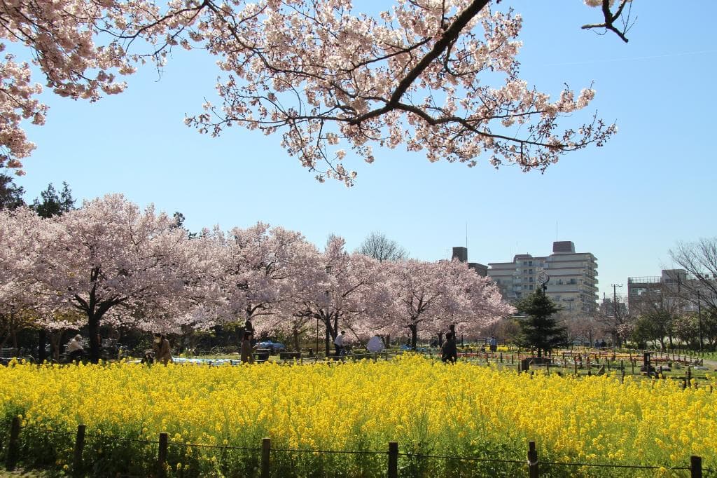タカトオコヒガン桜と菜の花