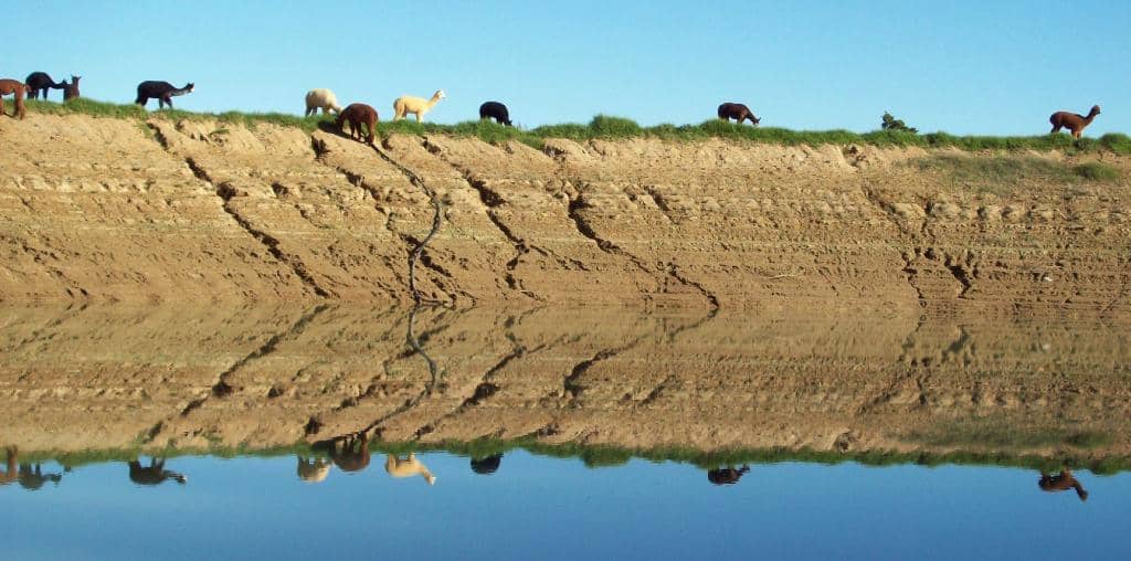 Alpaca Feeding Frenzy