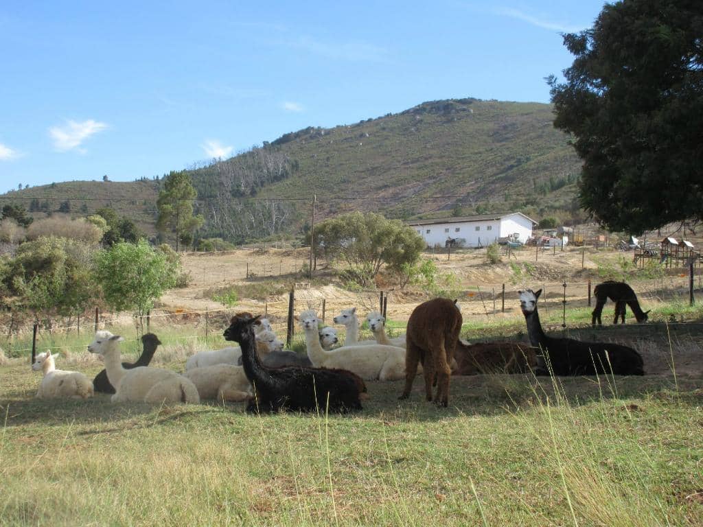 Diverse Animal Encounters