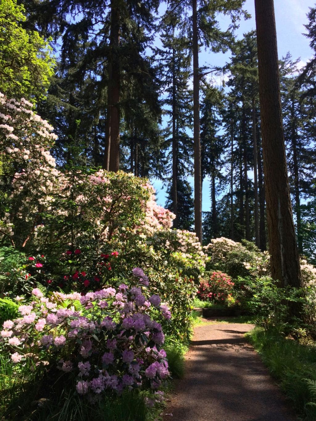 Hendricks Park in the Spring