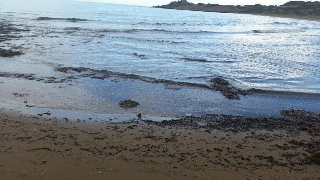 Sea Turtle Nesting