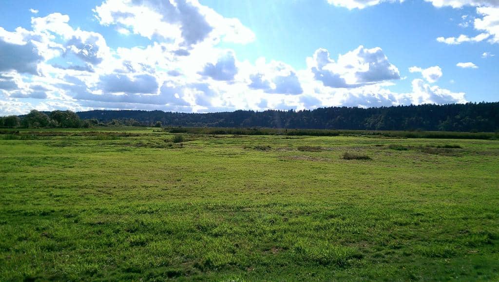 Estuary Boardwalk