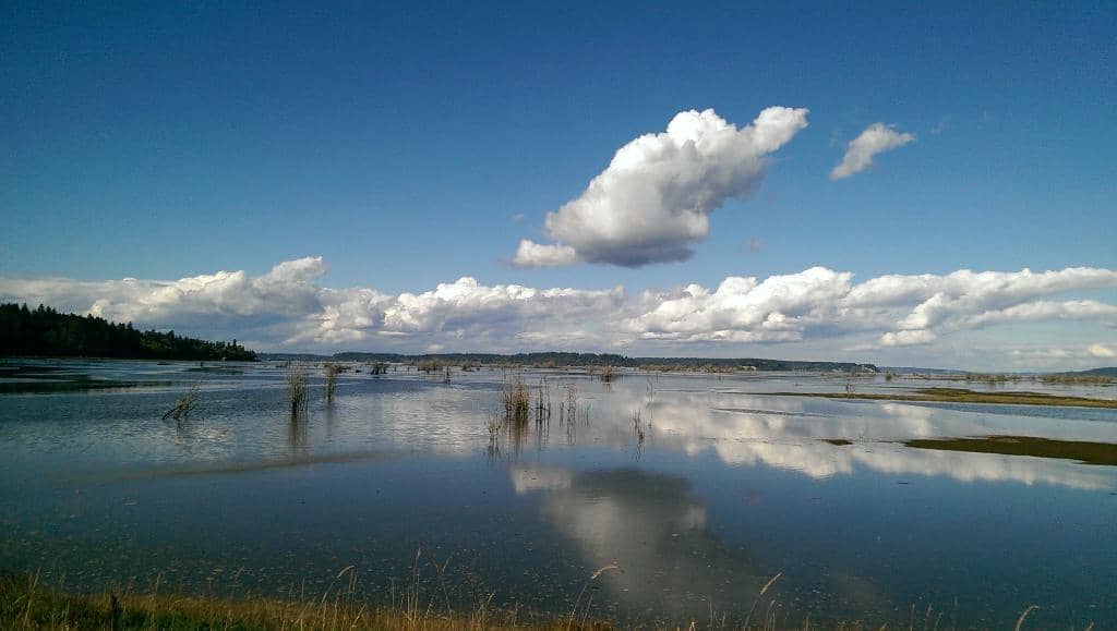 Wildlife Viewing Platforms