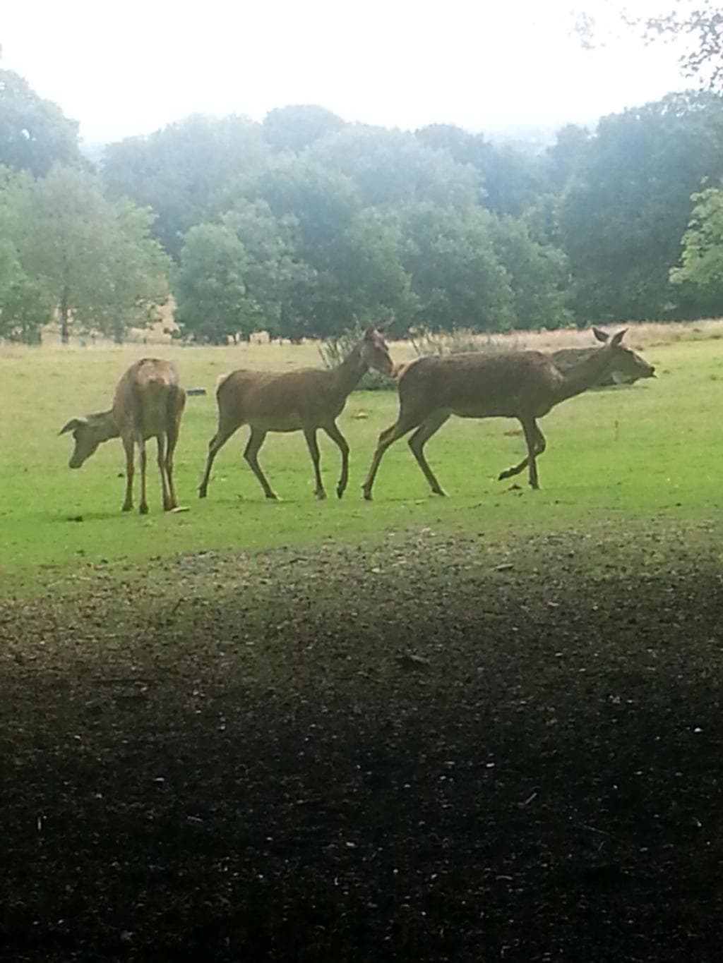 Deer