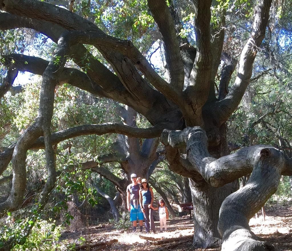 Magnificent Oak lined trail
