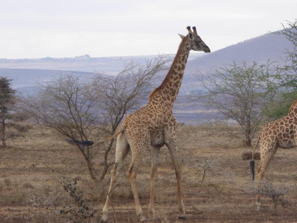 On the way to Olpopongi