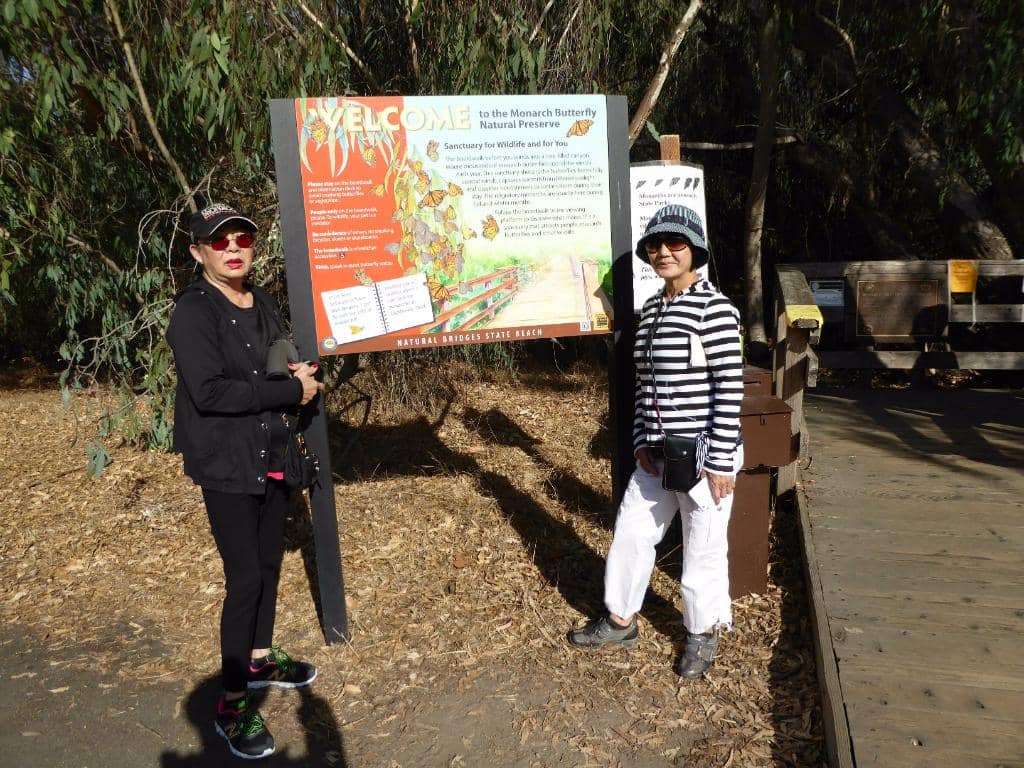 Monarch Butterfly Grove