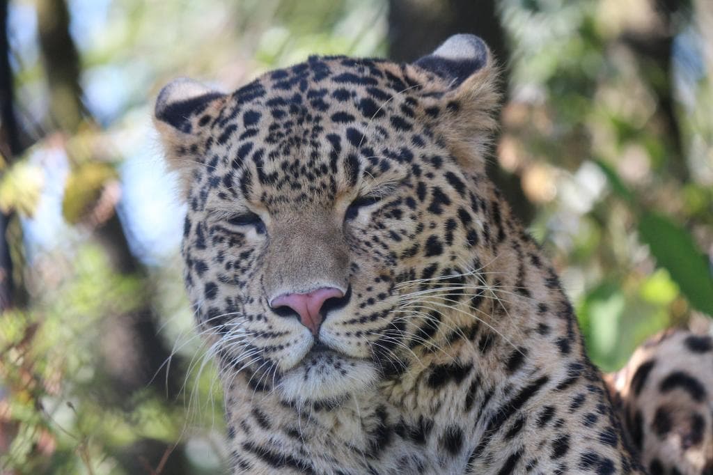 leopard