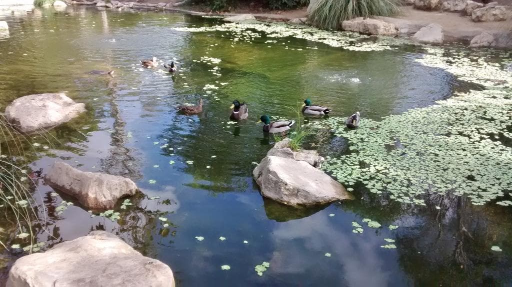 Hopkins Wilderness Park - Lake