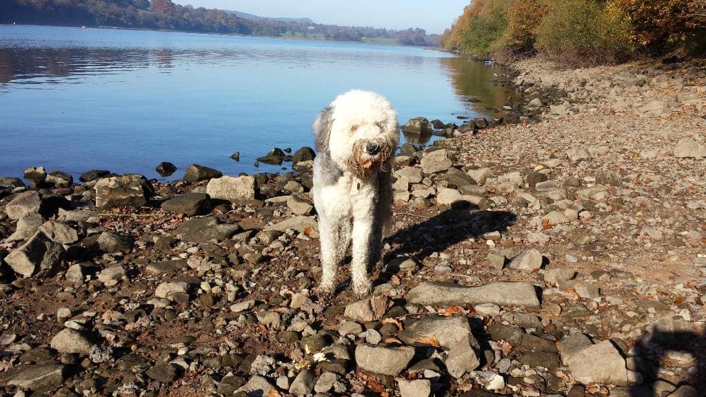 Rudyard Lake Miniature Railway