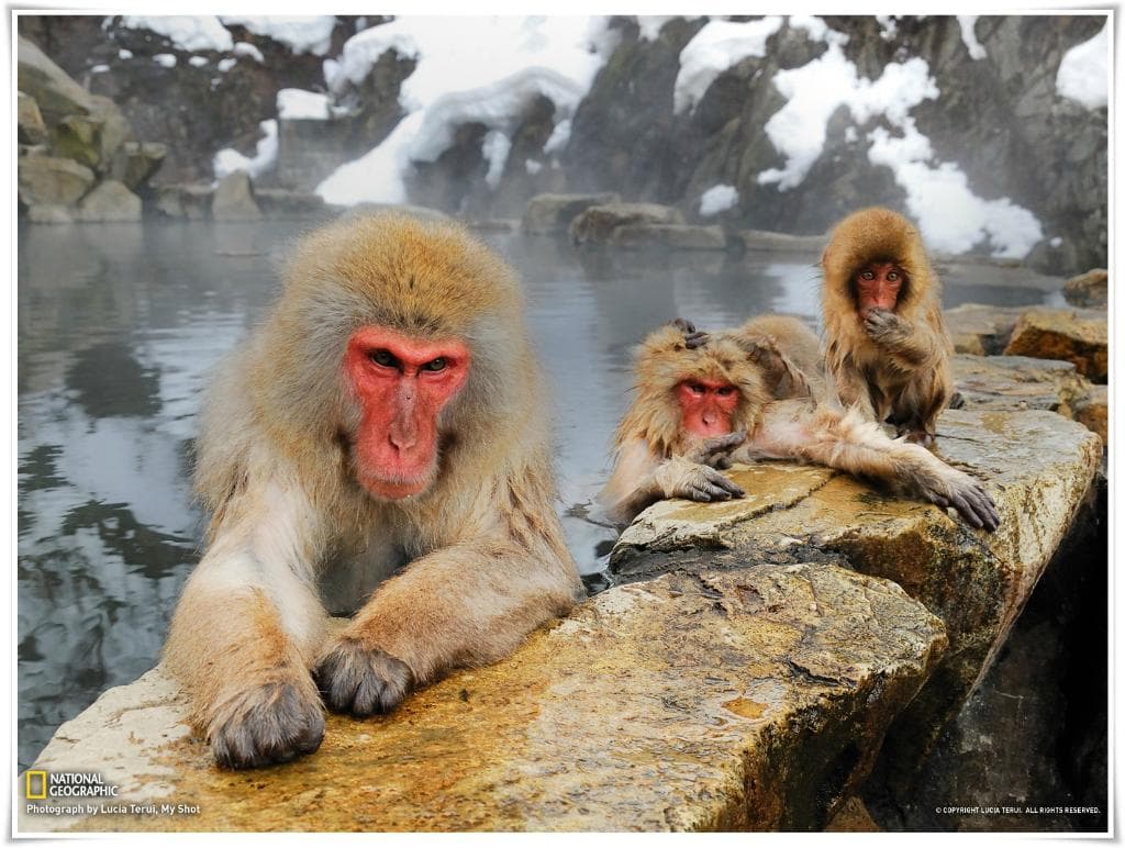 Japanese Macaques (Macaca fuscata) warming up in a pool of thermal water in the harsh winter, Ja