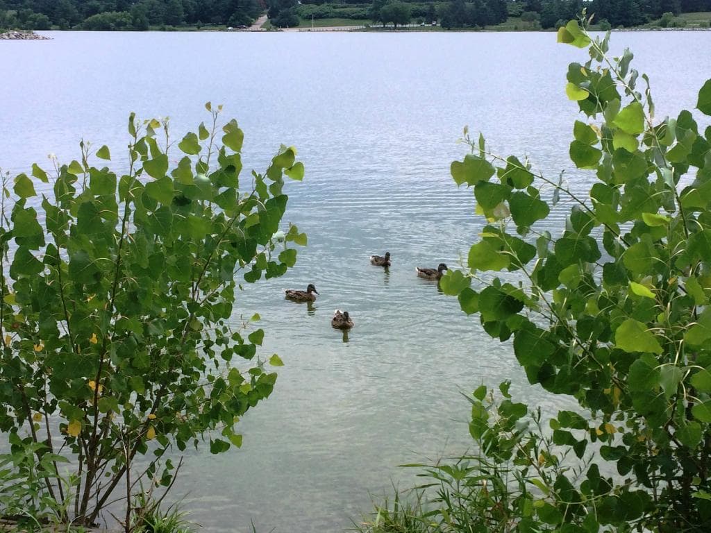 jezero a jeho obyvatelé