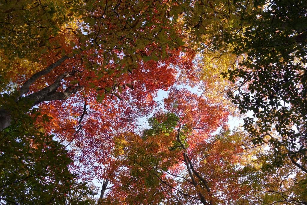 Scenic Autumn Foliage