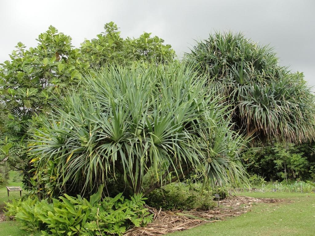 Native Tree