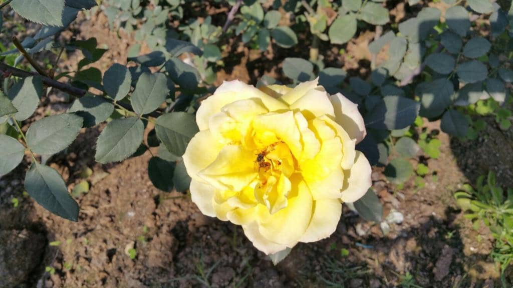 Lush Green Walking Paths