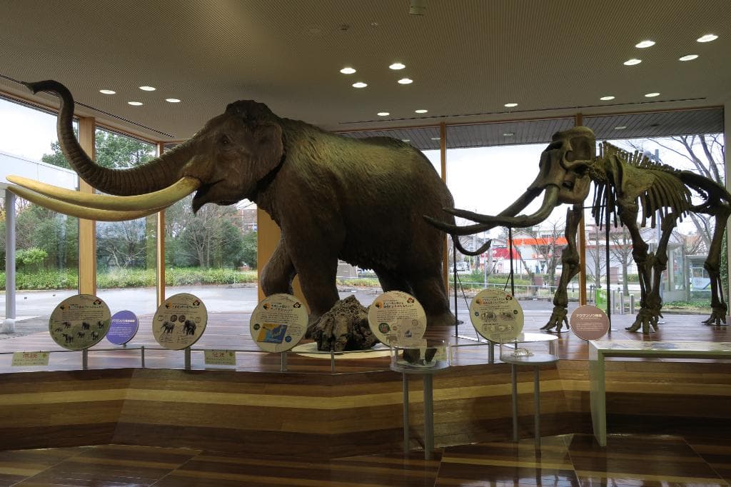 博物館エントランスすぐのところにそびえるナウマンゾウの模型 こちらは動かない