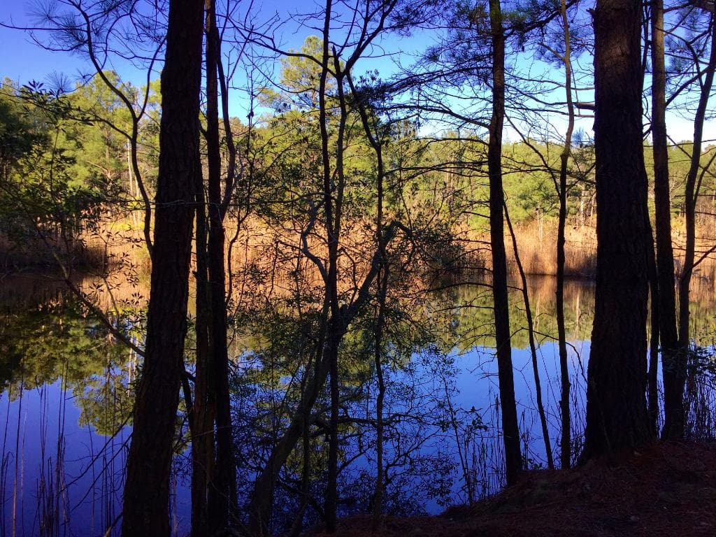 Fresh water Pond in the forest