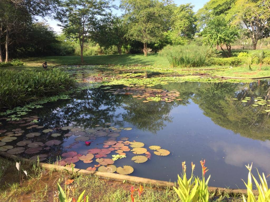 Tranquil Lagoon with Lotus Plants