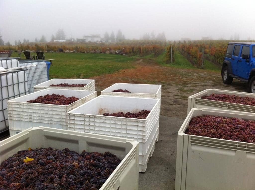 Garden Patio Ambiance