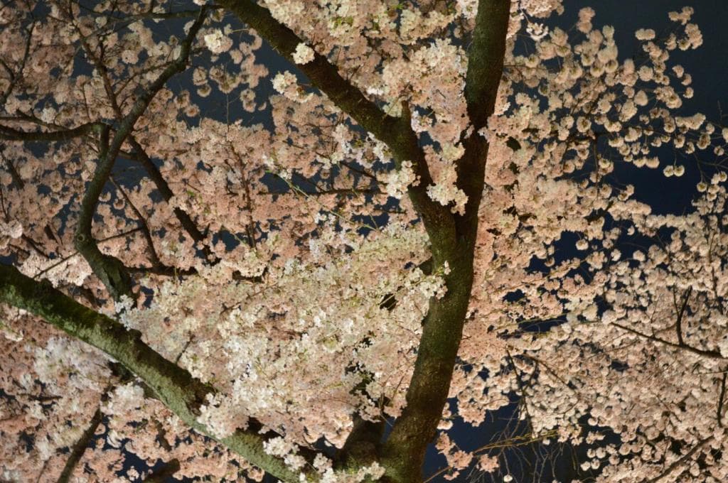 夜桜