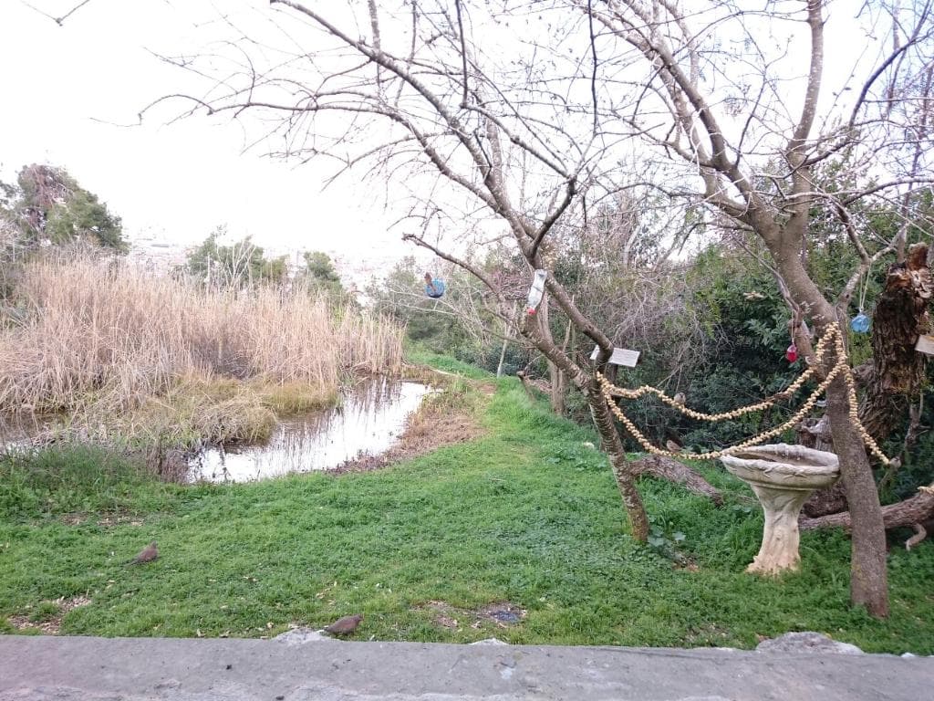 View from the bird blind