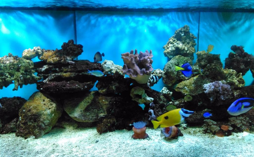 Aquarium Constanța