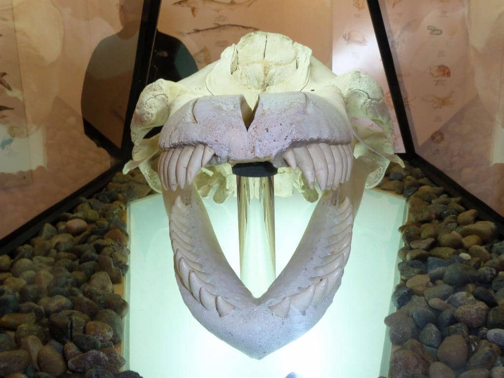 Wildlife Exhibition Rooms