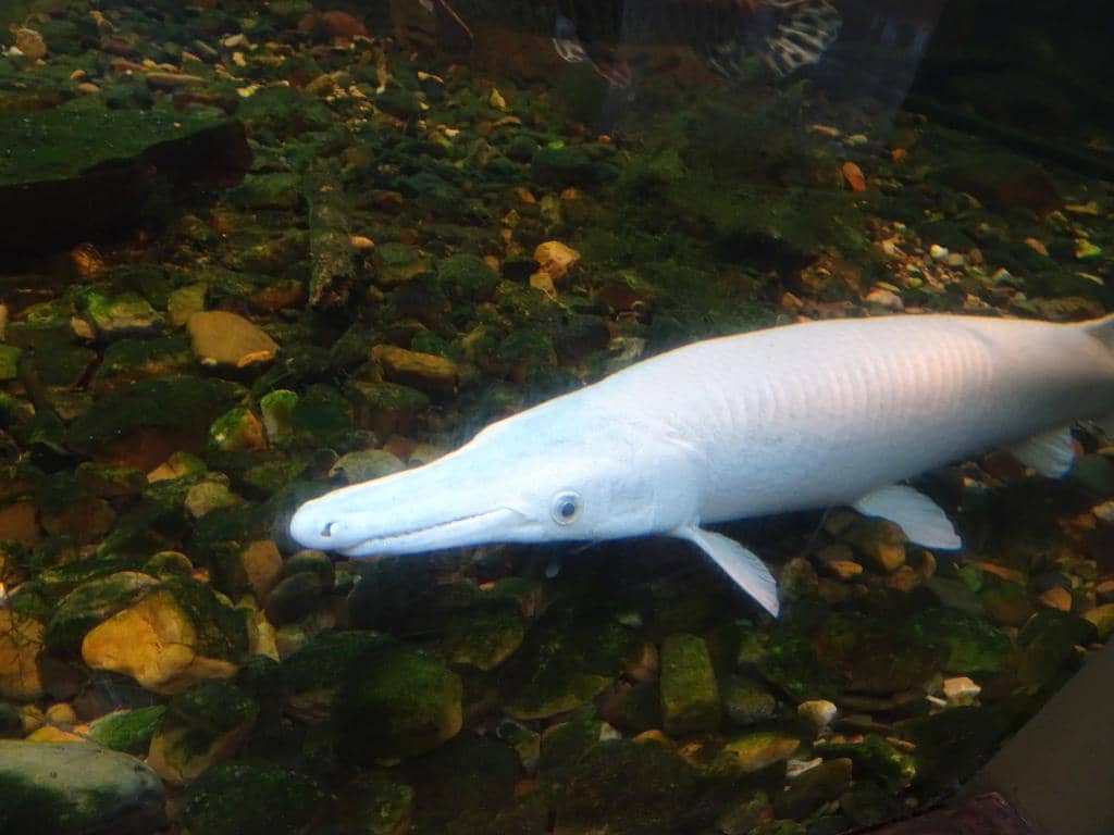 Live Animal Exhibits