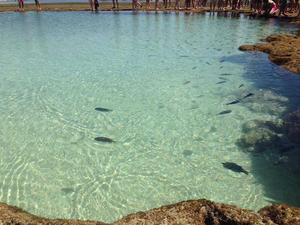 Snorkeling with Tropical Fish