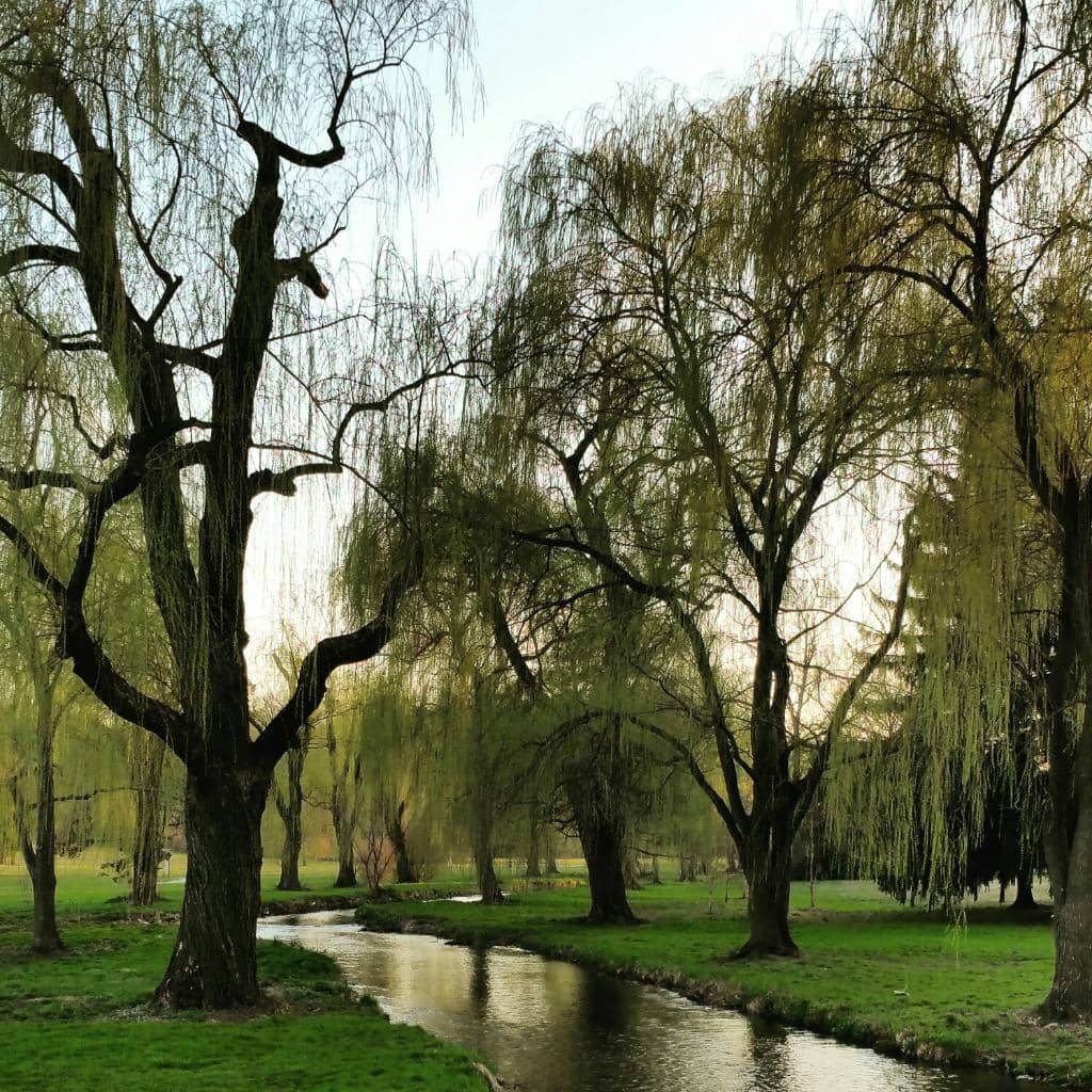 Tranquil Walking Paths
