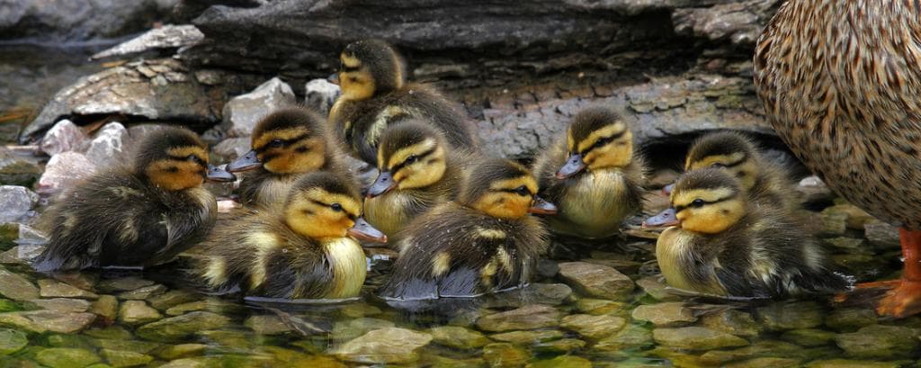 Look for wild mallard ducklings in Spring & Summer.