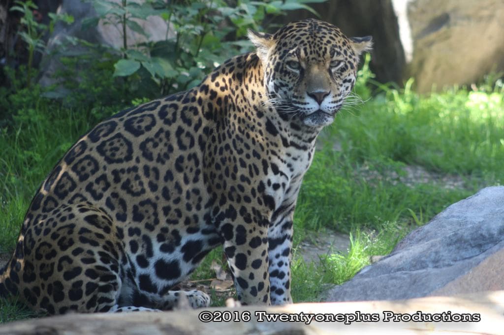 Loved the Jaguar. Nice small park and zoo. Fun day out
