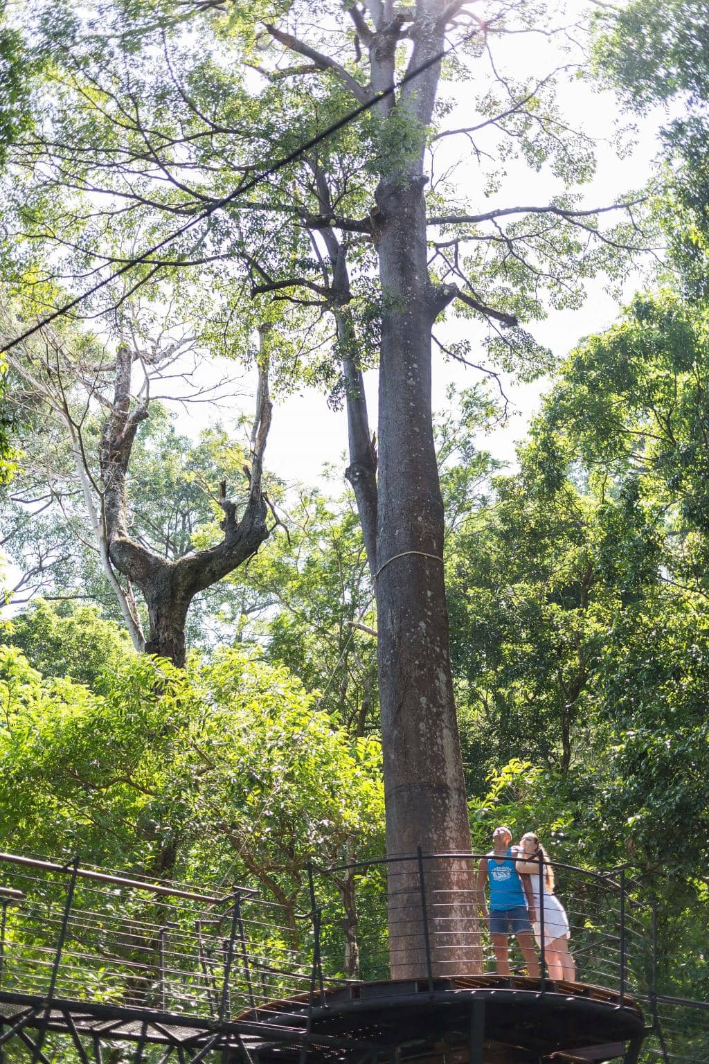 Extensive Zipline Courses