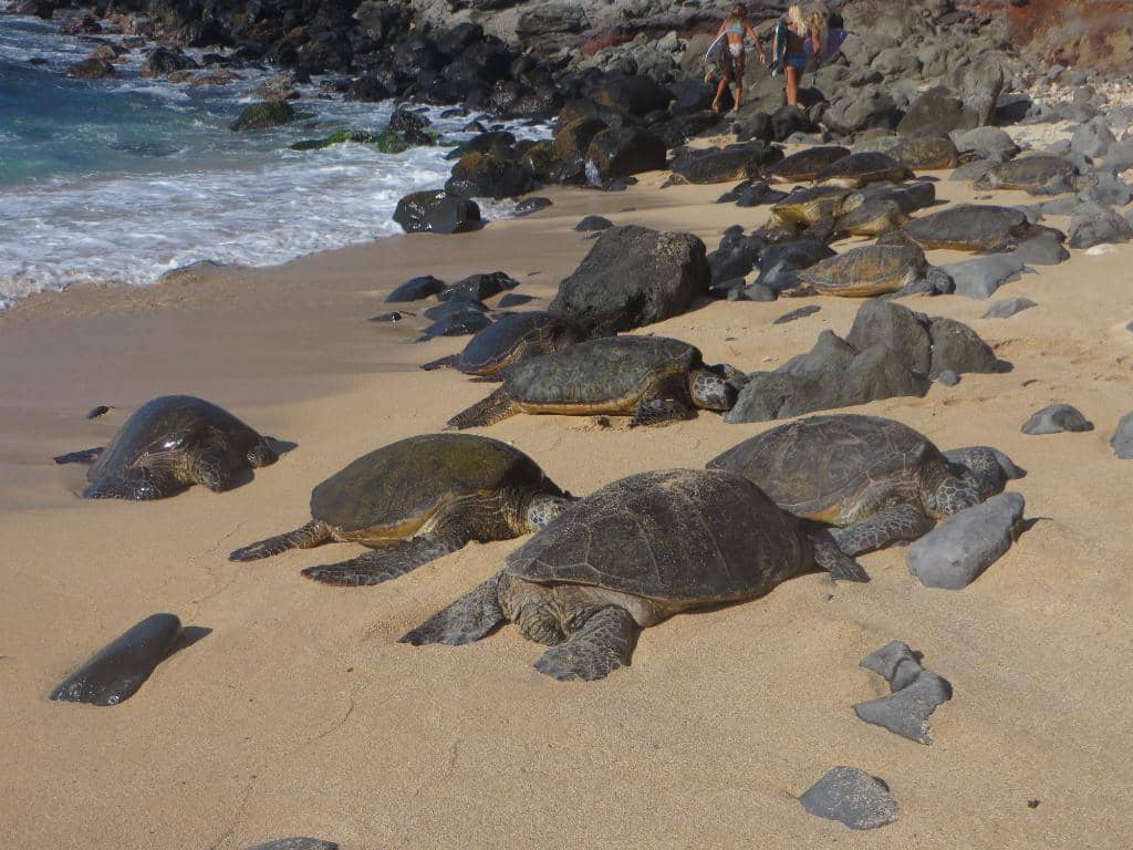 Sea Turtle Sanctuary