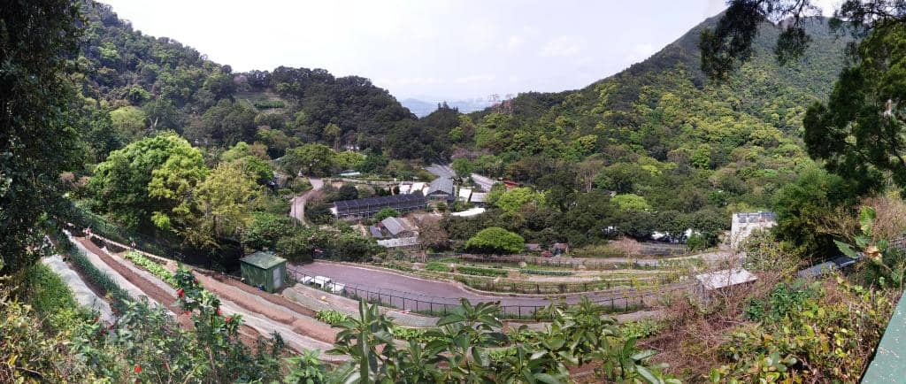 Donkeys and Other Animals