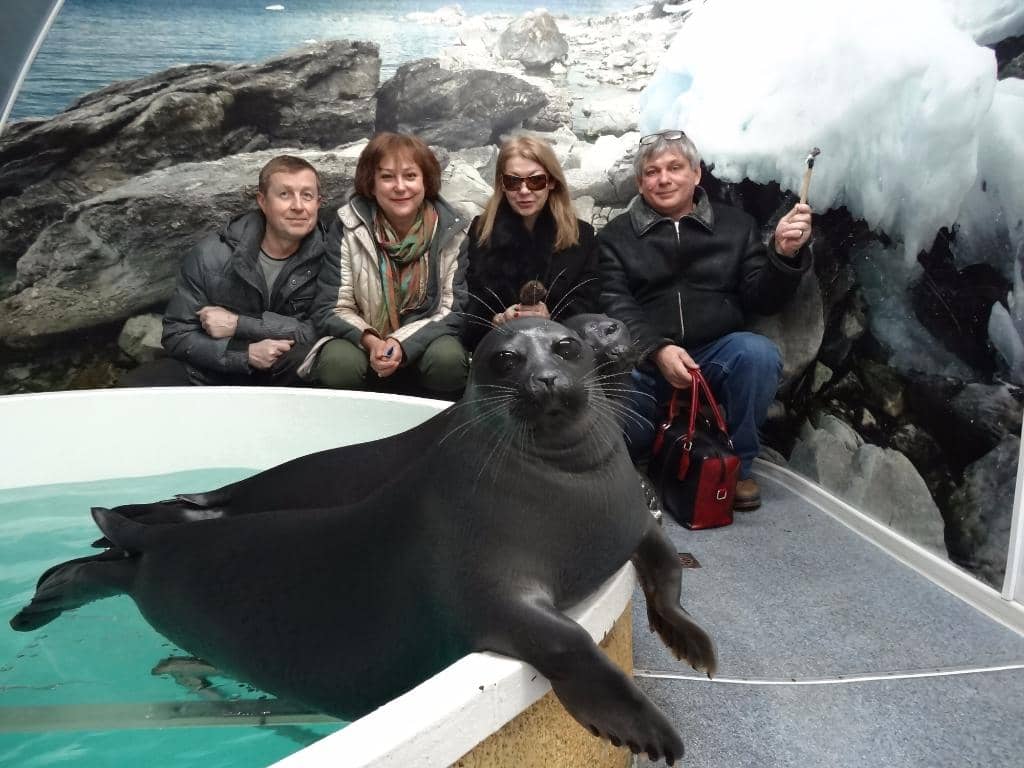 Baby Seal Photo Op