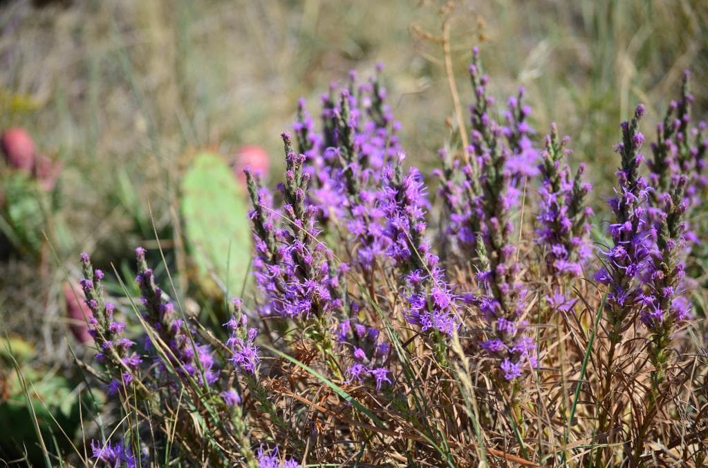 Flowers on the trail