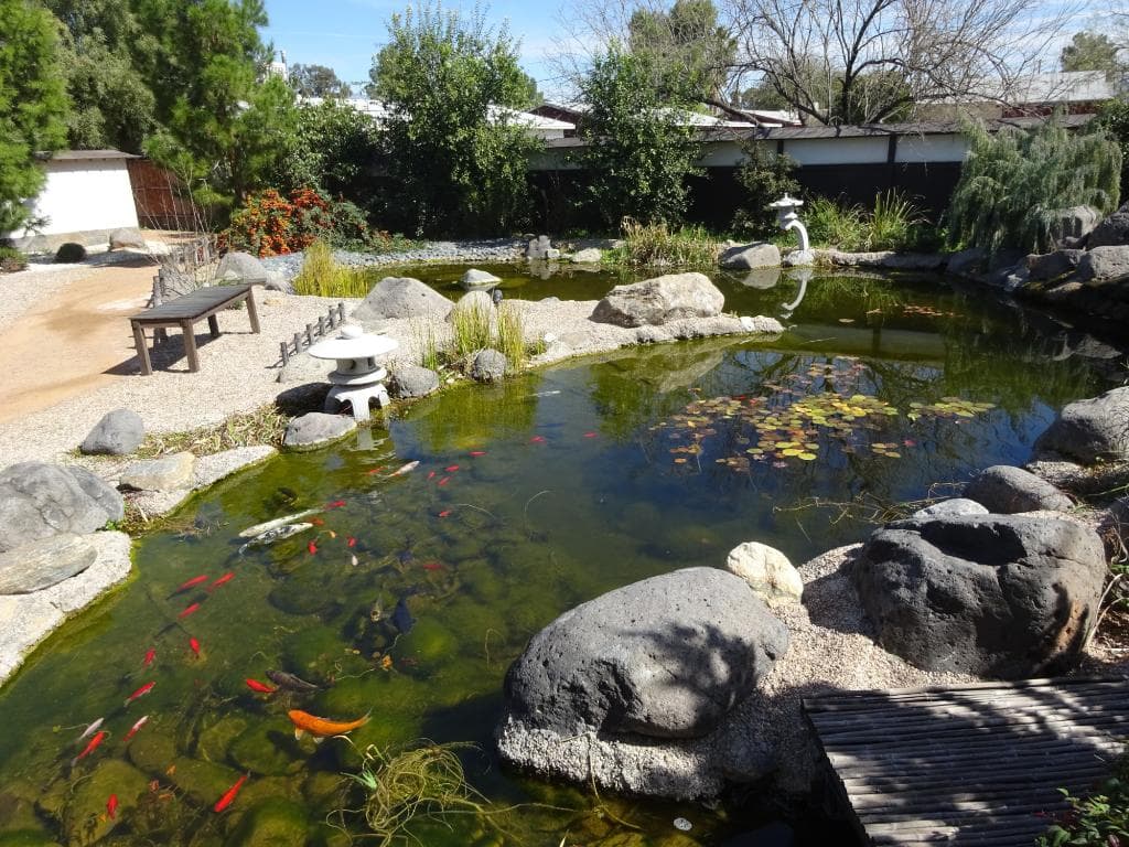 Koi Pond