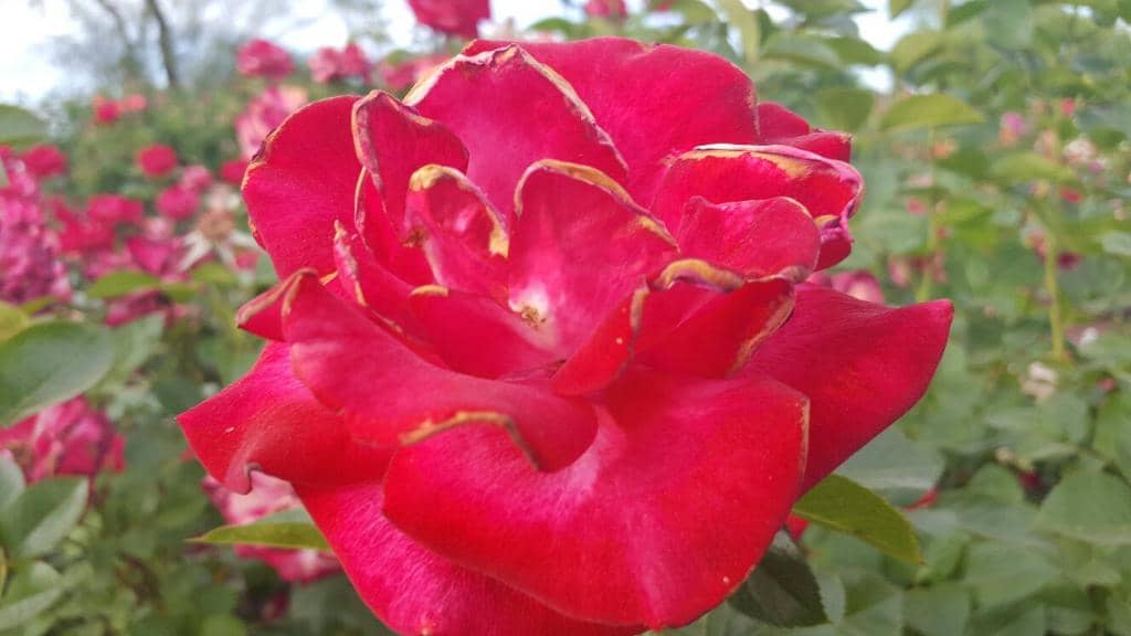 Vast Rose Collection
