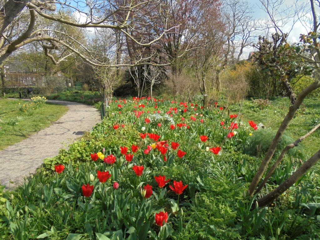 tulpen in kwektuin