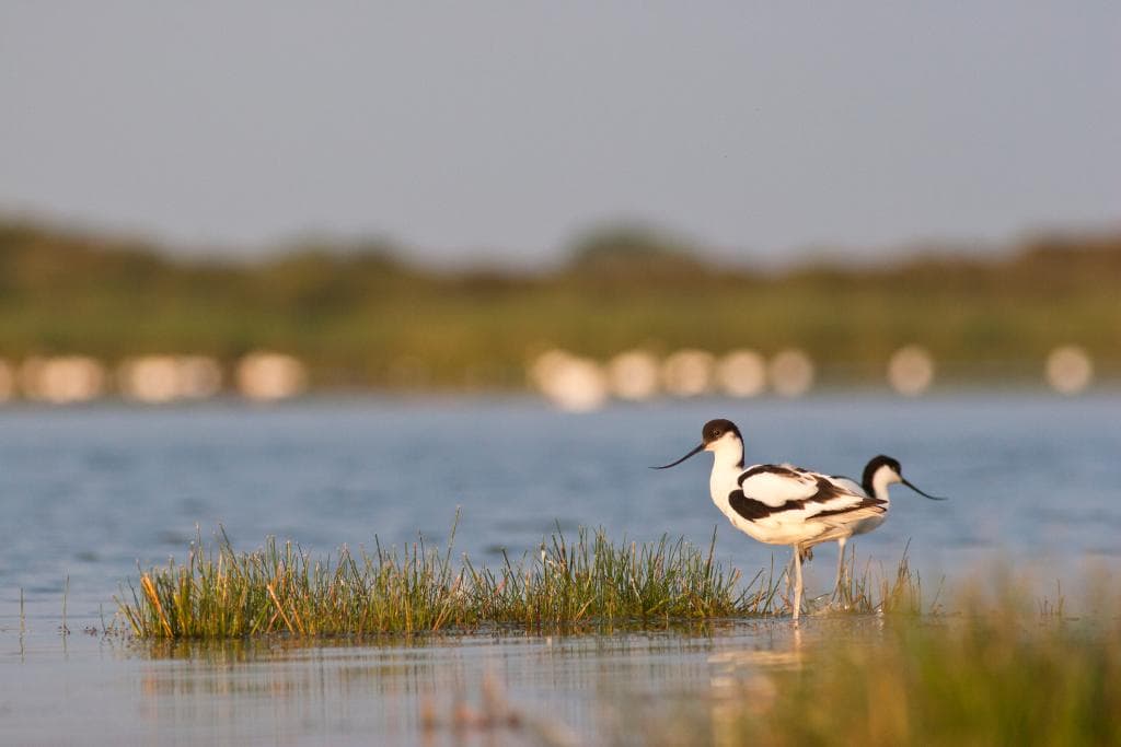 Une espèce emblématique, l'avocette